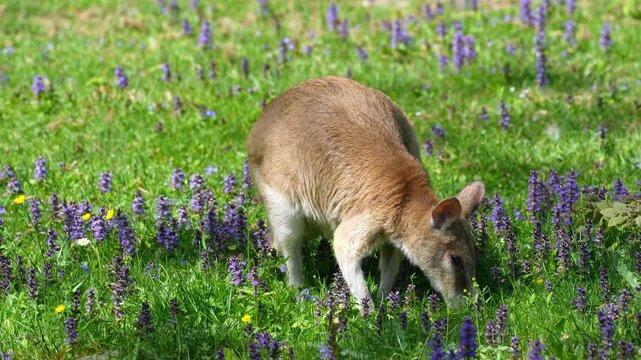 The agile wallaby, Macropus agilis also known as the sandy wallaby is a species of wallaby found in northern Australia and New Guinea.
