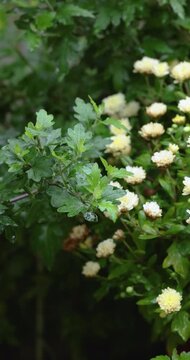 White chrysanthemum bush flowers swaying in the rain