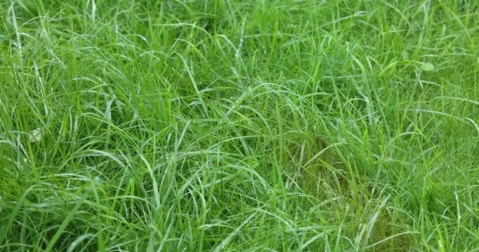 Green grass with raindrops swaying in the wind