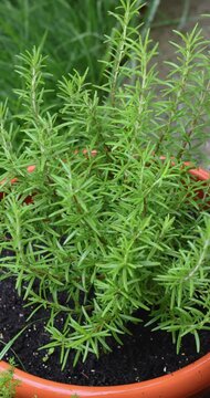 Fresh green rosemary herb growing in a pot