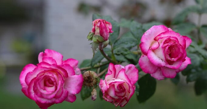 Beautiful pink and white roses blowing in the wind