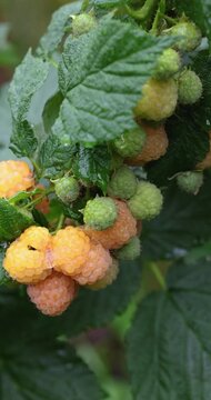 Ripening yellow raspberries growing on bush