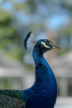 Male peacock side profile close up with crest and blue neck.