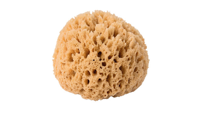 Natural organic brown sea sponge bathing accessory template isolated on transparent background.