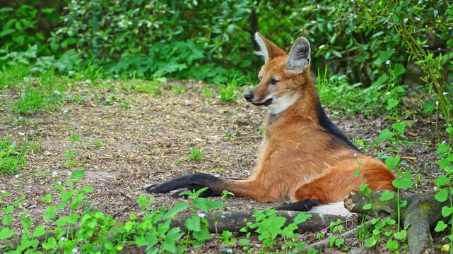 The Maned Wolf, Chrysocyon brachyurus is the largest canid of South America