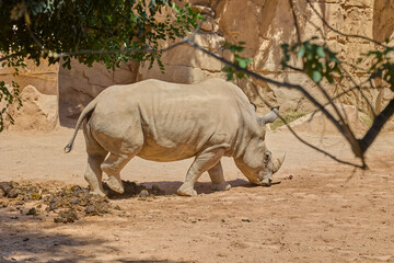 White rhinoceros standing in spacious naturalistic enclosure © Anna Baranova