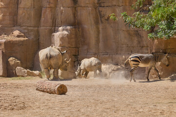 Zebra with adult and young white rhinoceroses in safari habitat © Anna Baranova