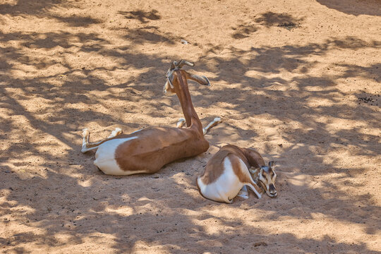 Springbok antelope resting on sandy ground in sunlight