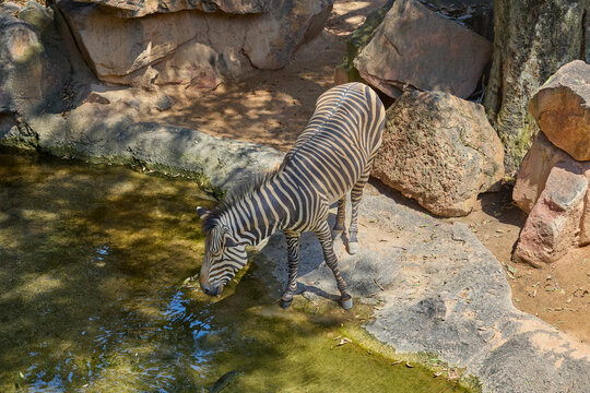 Plains zebra drinking from waterhole in natural rocky habitat