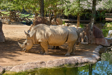 White rhinoceros standing beside pond in natural safari enclosure © Anna Baranova