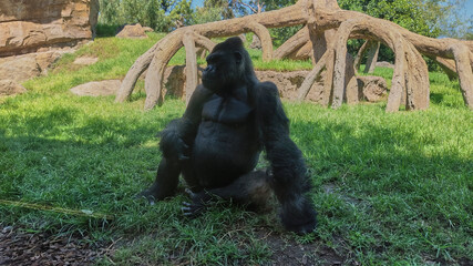 Silverback gorilla sitting in natural wildlife habitat © Anna Baranova