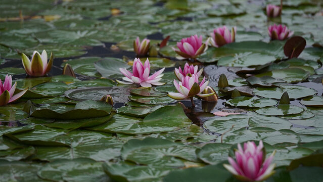 Pink Water Lilies on Pond with Green Lily Pads