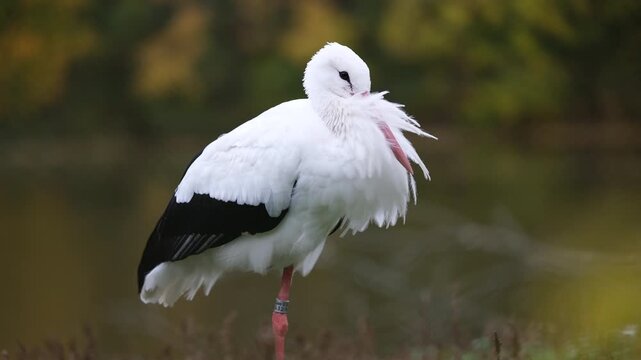 Elegant White Stork Stands By The Lake On One Leg With Its Beak Hidden In Its Feathers
