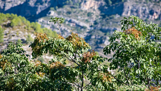 &Aacute;rbol del algarrobo apunto para la recolecte de las algarrobas
