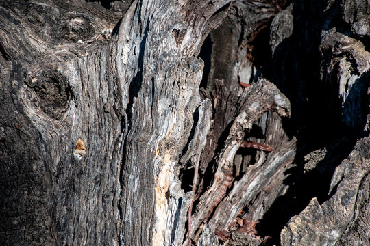 &Aacute;rbol tronco viejo del algarrobo
