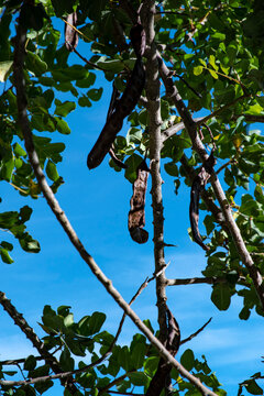 &Aacute;rbol del algarrobo apunto para la recolecte de las algarrobas