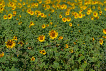 Obraz premium Vibrant sunflowers dance joyfully in the warm sun painting the field with golden hues during a bright summer day