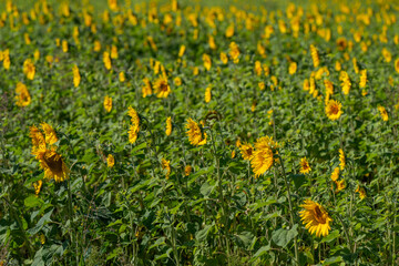 Obraz premium Vibrant field of sunflowers basking in the warm sunlight on a beautiful summer day