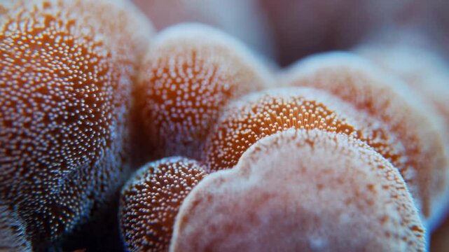 Macro coral colonies with densely patterned polyps in an underwater reef environment. Marine biology education, coral reef conservation campaigns, and ocean documentary production.