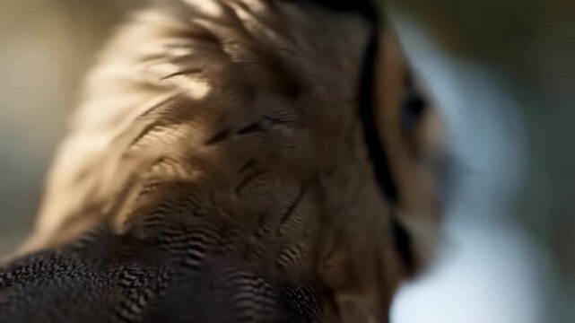 Extreme close-up of layered bird feathers and a partial eye in a softly blurred natural environment. Wildlife documentaries, bird anatomy education, and ornithology research.