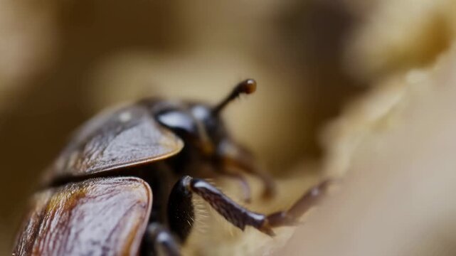 Brown beetle crawling across a natural surface in extreme macro close-up. Entomology education, biology presentations, and nature documentaries.