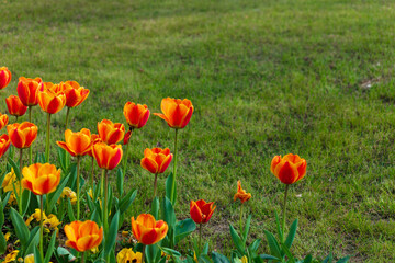 Obraz premium Orange and Red Tulips Blooming in a Spring Garden Lawn
