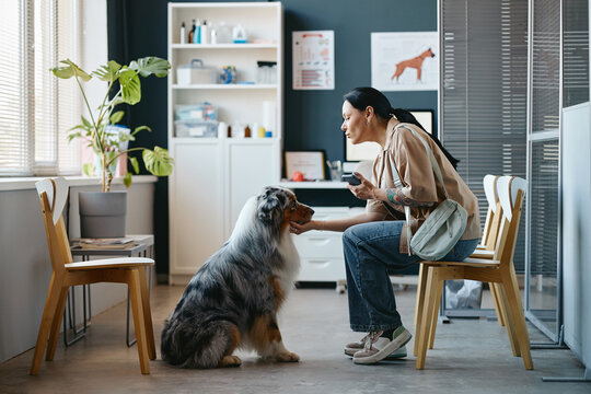 Young adult Caucasian woman petting Australian Shepherd dog while sitting in veterinary clinic waiting room. Visual concept for pet care advertising and veterinary services