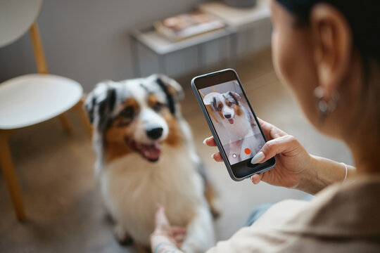 Young adult woman filming Australian Shepherd dog with smartphone. Ideal for pet care marketing, mobile app advertising, social media content creation, over shoulder shot