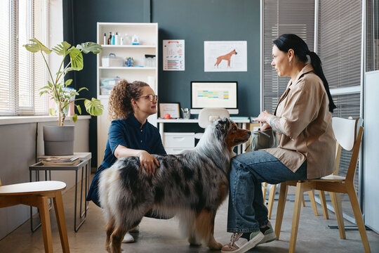 Caucasian female veterinarian examining Australian Shepherd dog and consulting Caucasian female pet owner in modern clinic. Useful for veterinary healthcare and pet wellness campaigns
