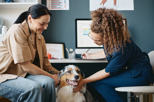 Young adult Caucasian female veterinarian examining Australian Shepherd dog near pet owner in clinic. Professional veterinary healthcare service visual for pet insurance marketing