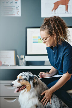 Vertical shot of young adult Caucasian woman veterinarian examining Australian Shepherd dog and writing notes in clinic. Image ideal for veterinary care and pet health services