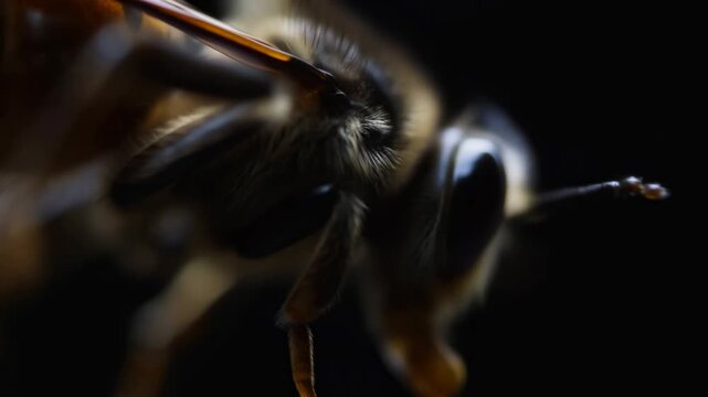 Extreme macro bee head moves its antenna against a dark background. Science education, entomology research, and wildlife documentaries.