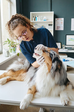 Vertical image of Caucasian young adult female veterinarian examining dog teeth in veterinary clinic. Professional pet healthcare concept for veterinary clinic marketing