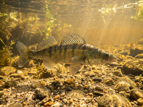 Zander Fish Swimming Underwater over Riverbed in Sunlight