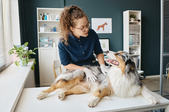 Young adult Caucasian female veterinarian examining Australian Shepherd dog on clinic table. Image suitable for veterinary medicine promotion, pet healthcare services, animal care advertising