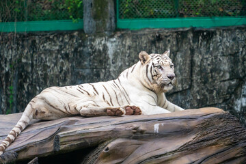 White Tiger Resting on a Log at the Zoo © LamTri