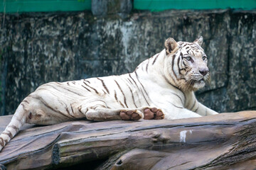 White tiger resting on a log in a wildlife enclosure © LamTri