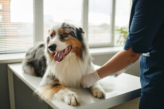 Australian Shepherd dog lying on examination table while Caucasian veterinarian giving checkup in veterinary clinic. Image suitable for pet healthcare and veterinary medicine campaigns