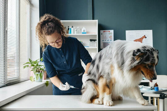 Caucasian young adult female veterinarian giving injection to Australian Shepherd dog in vet clinic. Useful for veterinary medicine, pet healthcare campaigns and animal care services