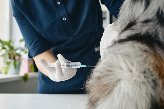 Close up shot of Caucasian veterinarian injecting vaccine into dog during medical examination in clinic. Visual represents pet healthcare service for veterinary medicine marketing