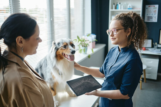 Young adult Caucasian female veterinarian showing digital tablet X-ray to dog owner during clinic exam. Useful for veterinary medicine, pet health service and animal hospital promotion