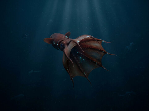 Vampire squid swimming in dark deep ocean water