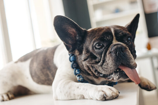 Portrait of French bulldog lying down with tongue out after examination in veterinary clinic. Image suitable for pet healthcare campaigns and veterinary service marketing
