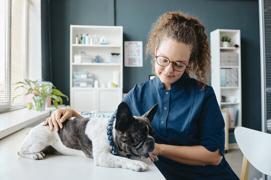Young adult Caucasian female veterinarian examining french bulldog on table in clinic. Image suitable for pet healthcare advertising and veterinary services promotion