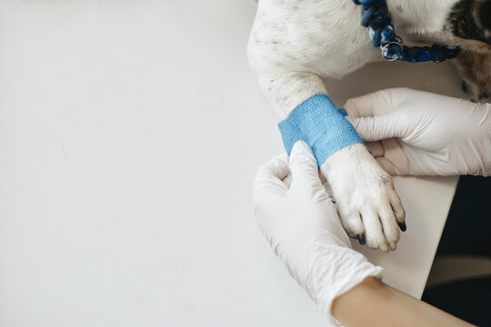 Close-up of veterinarian hands in medical gloves applying bandage to injured dog paw on clinic table. Ideal for veterinary healthcare advertising and pet insurance marketing