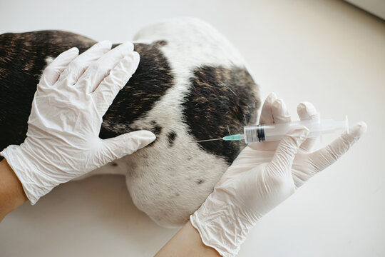 Close up shot of Caucasian veterinarian hands injecting vaccine into dog in clinic. Image suitable for pet healthcare campaigns and veterinary medicine marketing