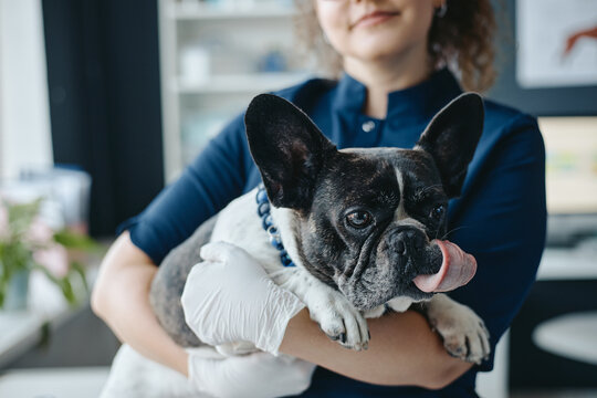 Young adult Caucasian female veterinarian holding French bulldog during medical examination in vet clinic. Visual asset representing veterinary medicine and pet care services