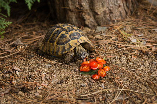 Sliced cherry tomatoes on the ground with a tortoise in the background. Animal food. Feeding wild animals. Wild animal eating