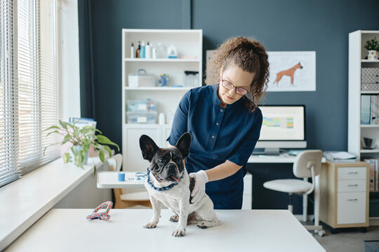 Young adult Caucasian female veterinarian examining French bulldog on medical table in clinic. Concept representing animal healthcare suitable for pet care advertising and veterinary promotion