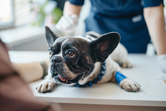 French bulldog receiving intravenous therapy during veterinary examination with female veterinarian assisting. Visual asset for pet healthcare marketing, veterinary clinics, animal insurance campaigns